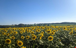 Campo de Girassóis